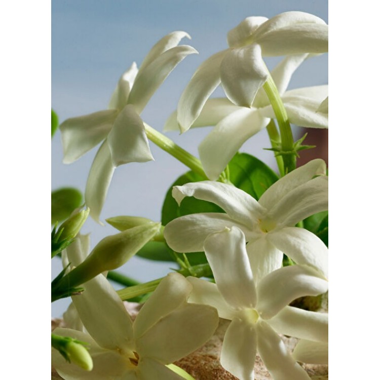 Q by Dolce&Gabbana Parfum 100ML