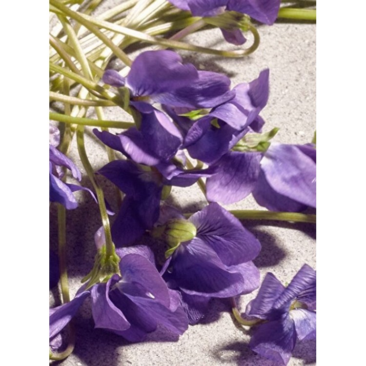 Dolce Gabbana Kadın Parfüm