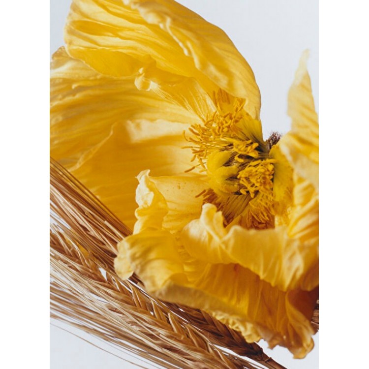 Poppy & Barley Cologne 100ml