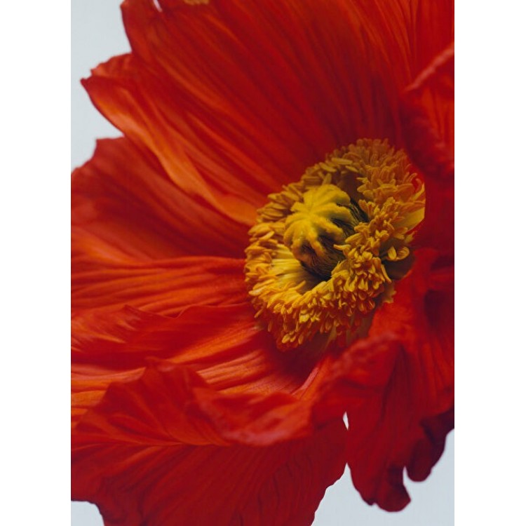 Scarlet Poppy Cologne Intense 100ml