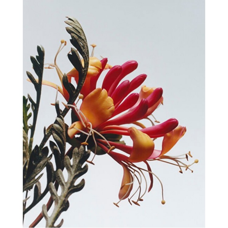 Honeysuckle & Davana Cologne 100ml